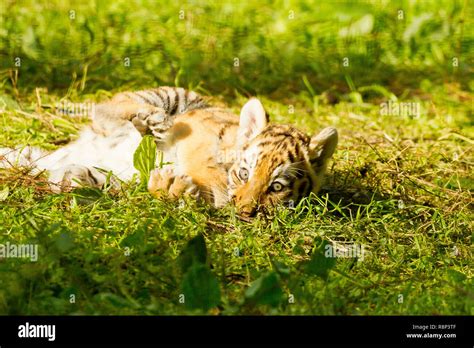 Siberian/Amur Tiger Cub (Panthera Tigris Altaica) Lying Down Stock ...