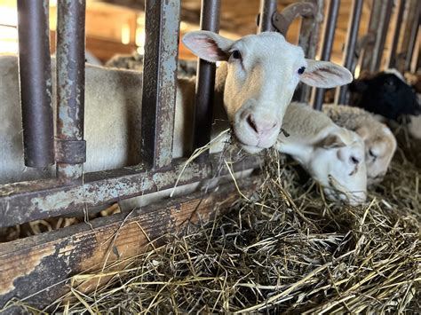 Feeding & Watering Animals in Winter | Jones Family Farm