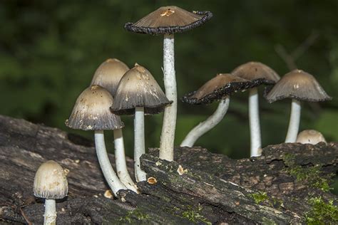 Mica Cap Coprinellus Micaceus MinnesotaSeasons Blog