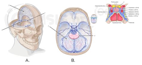 Anatomy Cns Pt4 Diagram Quizlet