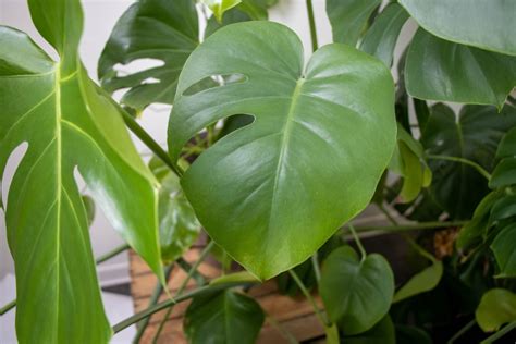 Monstera L Sst Bl Tter H Ngen Was Tun Hausgarten Net