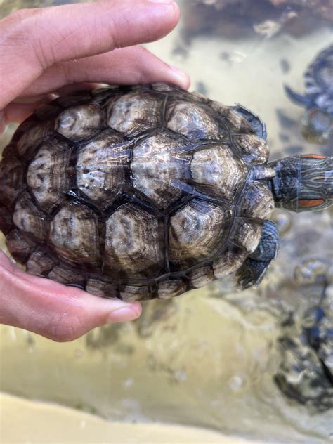 is it normal turtle smelly naturally 8