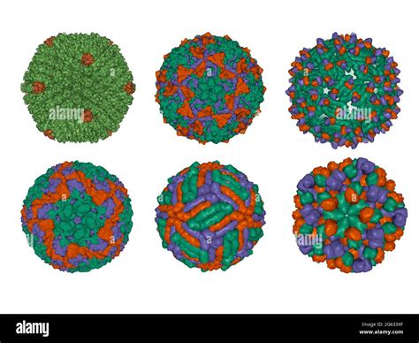 Diversity Of Capsid Proteins Structural Arrangements In Icosahedral