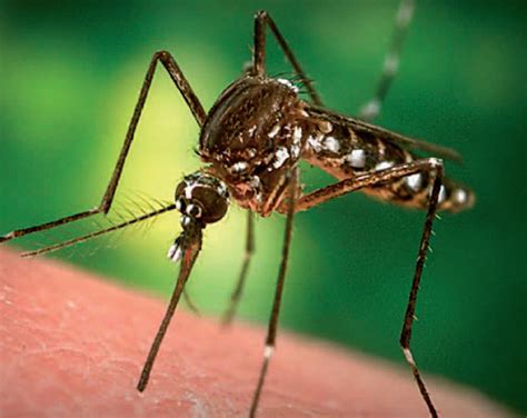 Detectan El Mecanismo Por El Cual Los Mosquitos Se Sienten Atra Dos