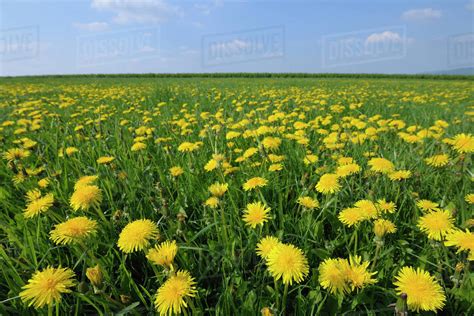 Field Of Dandelions Stock Photo Dissolve