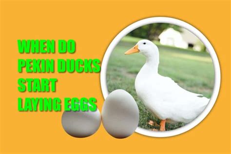 When Do Pekin Ducks Start Laying Eggs Key Factors And Tips For Egg