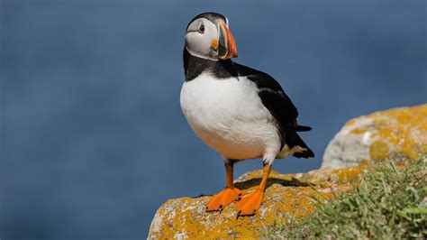 Atlantic Puffins