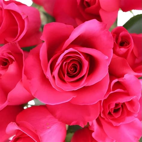 Хот Принцесс Hot Princess УЦІНКА Rose Lux