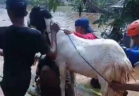 Banjir Menerjang Petung Gresik Ratusan Rumah Tergenang Hingga Sedada