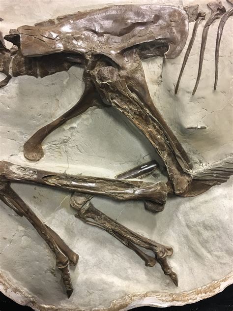 Nhmdinolab On Twitter For Day Of Adventdinos A Gorgeous Specimen