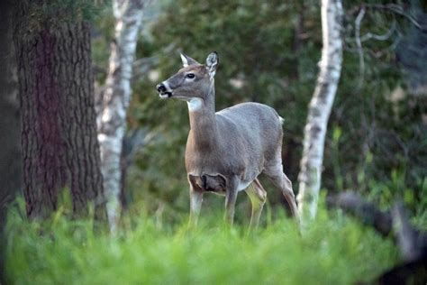 Quill, Birds - UPDATE October 31, 2016 - The Wildlife Research Institute