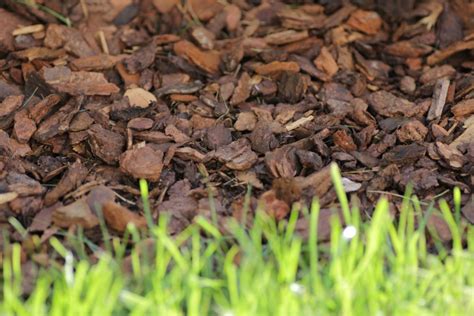 Best Organic Mulches For Vegetable Gardens