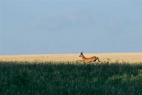 Why Do Gazelles Leap into the Air When Threatened? - Animals Around The