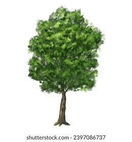 Tree Thick Green Crown Drawing Green Stock Illustration 2397086737 | Shutterstock