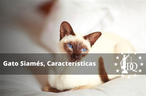 Gato Siamés Características de la Raza