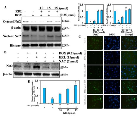 Ijms Free Full Text Cardiac Protective Effect Of Kirenol Against