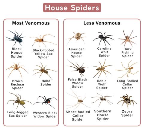 Common Spider Identification Rcoolguides