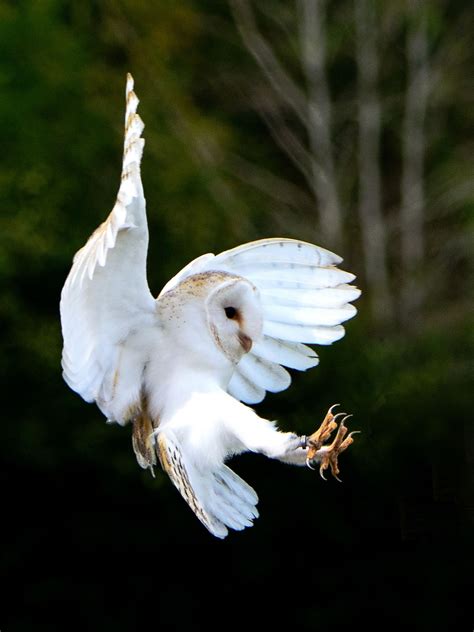 Barn owl – Artofit