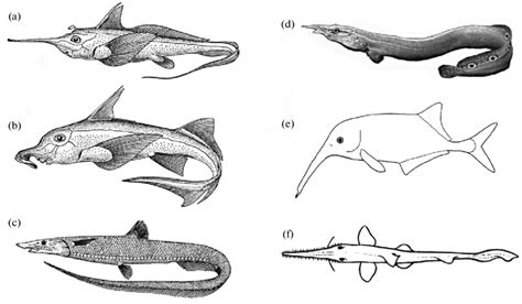 examples  fish    rostrum performs  function