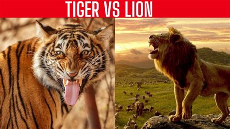 Lion Roar Vs Tiger Roar Youtube