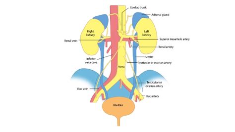 Laparoscopic Left Hemicolectomy