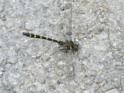 Twin Spotted Spiketail From Lanark County ON Canada On June 2 2023