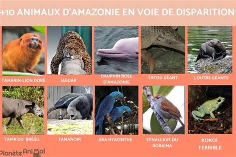 De Animaux De La For T Amazonienne Avec Photos