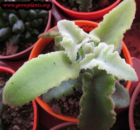 Kalanchoe Beharensis How To Grow Care