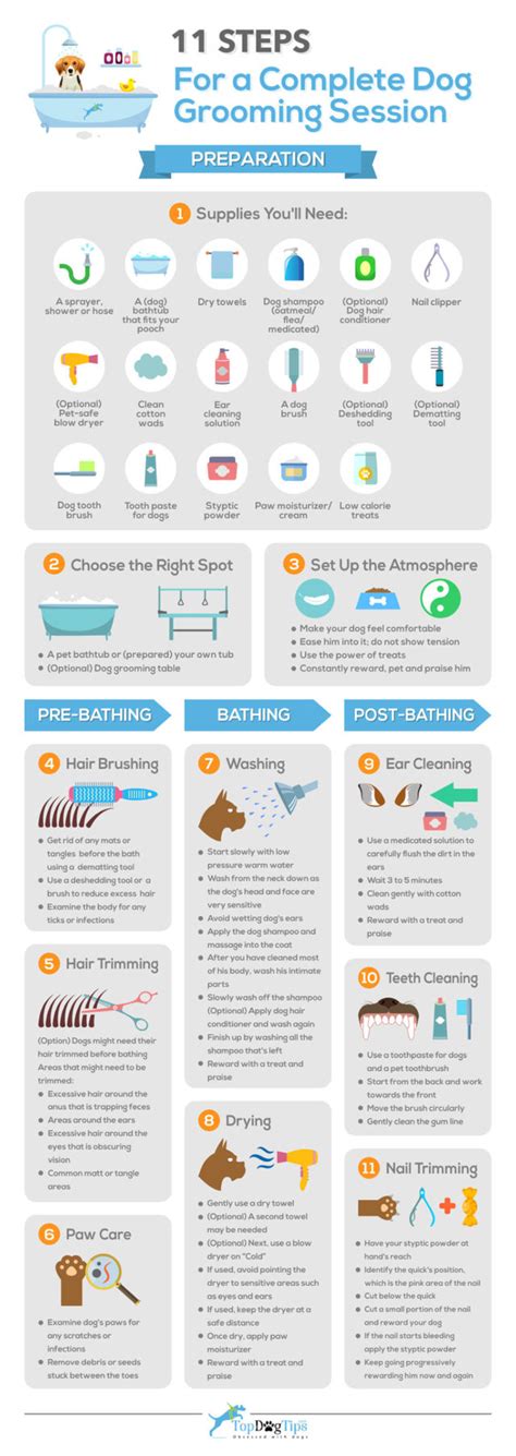 11 Quick Steps For A Complete Dog Grooming Session Infographic