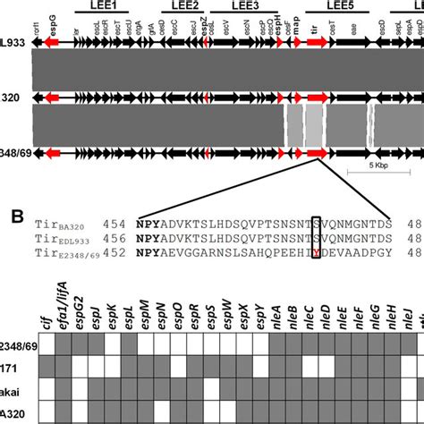 Effector Repertoire Of Epec Ba A Homology Comparisons Among The