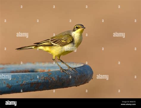 Yellow wagtail during migration Stock Photo - Alamy