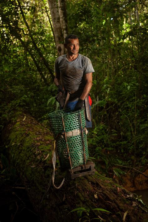 Brazil Nut Harvesting Proves a Win-Win for Forest and Community ...