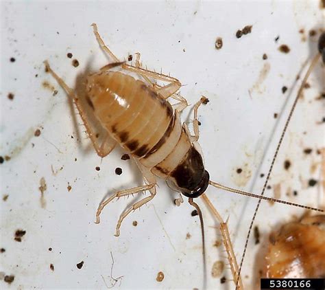 Brownbanded Cockroach Supella Longipalpa