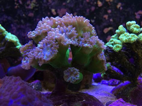 15 Stunning Corals That Grow In A Beginner Reef Tank Aquarium Genius