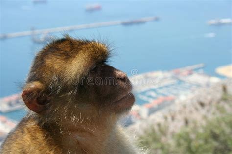 Thinking Monkey Stock Photo Image Of Opinion Model 62212178