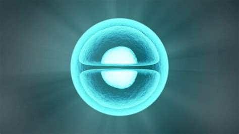 The Role of the Cell Cycle, Cilia, and Centrosomes in Rare Disease ...