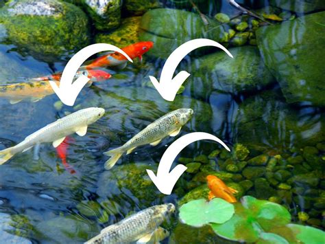 Ghost Koi Guide Essential Care Tips Feeding Habits And More Backyard Pond Ideas And Supplies