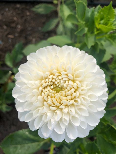 Tahoma Odyssey Dahlia — Duralia Dahlia Farm