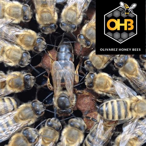 Saskatraz Hybrid Queen Honey Bees For Sale Free Shipping In Iowa Usa