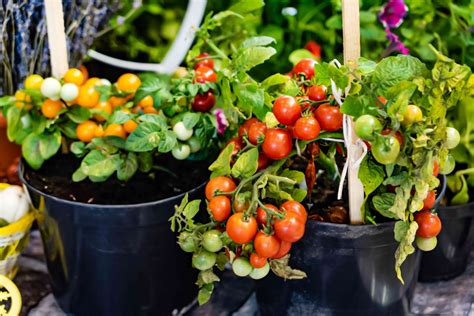 Small Space Vegetable Gardening Tips