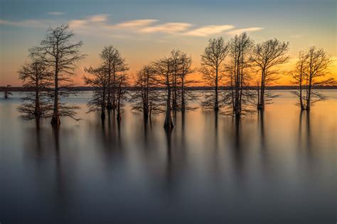 Bald Cypress trees in Caddo Lake, Louisiana : r/marijuanaenthusiasts