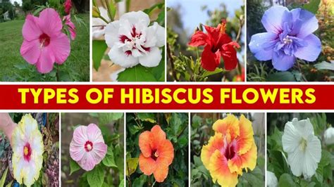 30 Different Types Of Hibiscus Flowers For An Amazing Garden