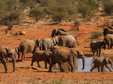 African Bush Elephant Loxodonta Africana Madikwe Game Reserve South