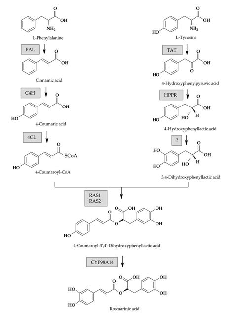 Putative Biosynthetic Pathway Of Rosmarinic Acid According To Previous