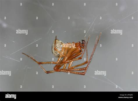 house spider, American common house spider, common American house ...