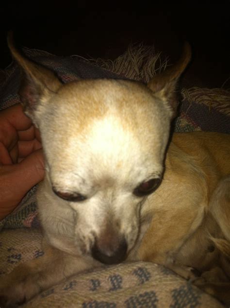 Expert Answers on Chihuahua Eye Issues: Swollen, Bulging, and More