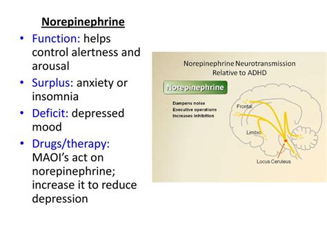 Unit 3 Neuroscience Ppt Download