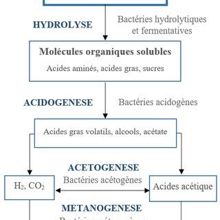 Sch Ma De La Cha Ne Trophique De La M Thanisation Et Ses Diff Rentes