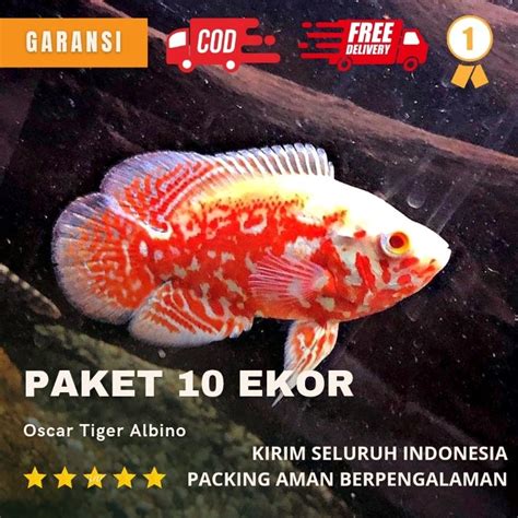 Jual Kecantikan Oscar Tiger Batik Albino Paket Rb E Shopee Indonesia