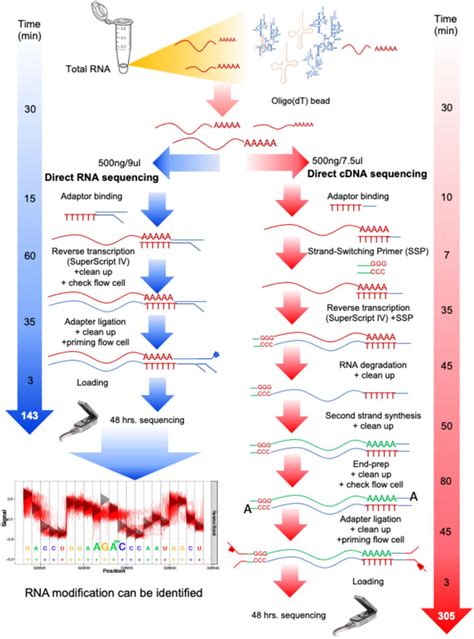 Frontiers Native RNA Or CDNA Sequencing For Transcriptomic Analysis